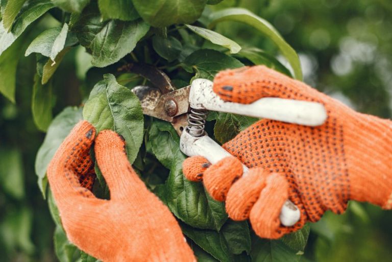 content pruning